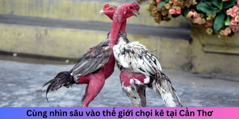 Chợ Tốt Gà Đá Cần Thơ - Điểm Lý Tưởng Cho Người Chơi Gà 1 Jun88king Com - Trang Chủ Jun88.com #1 Việt Nam Cùng nhìn sâu vào thế giới chọi kê tại Cần Thơ