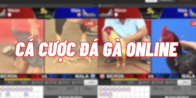 DIG Đá Gà - Sảnh Cược Chọi Gà Hấp Dẫn Hot Nhất 2024 4 Jun88king Com - Trang Chủ Jun88.com #1 Việt Nam Hòa mình vào không khí của các trận đá gà đỉnh cao