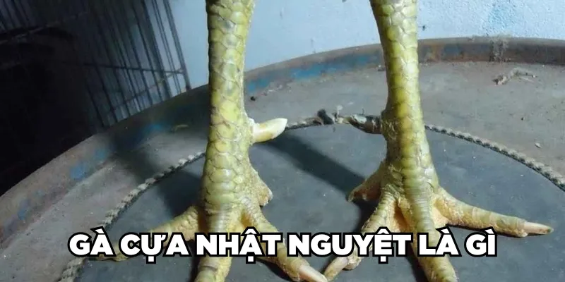 Gà Cựa Nhật Nguyệt Là Gì? Loại Gà Này Đá Có Hay Không? 1 Jun88king Com - Trang Chủ Jun88.com #1 Việt Nam Gà cựa Nhật Nguyệt là gì?