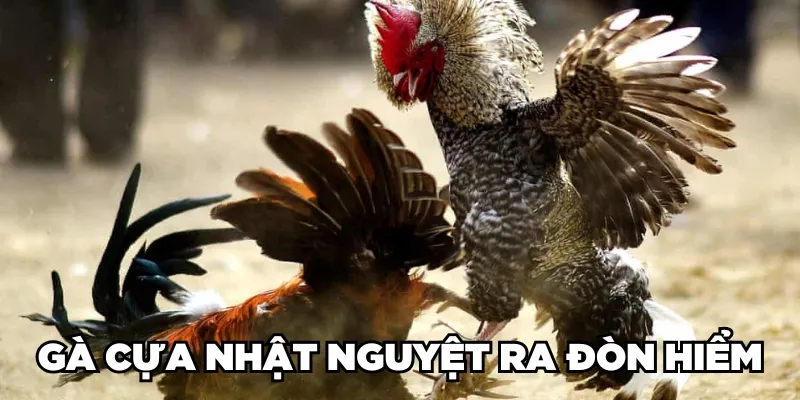 Gà Cựa Nhật Nguyệt Là Gì? Loại Gà Này Đá Có Hay Không? 3 Jun88king Com - Trang Chủ Jun88.com #1 Việt Nam Gà cựa Nhật Nguyệt ra đòn hiểm