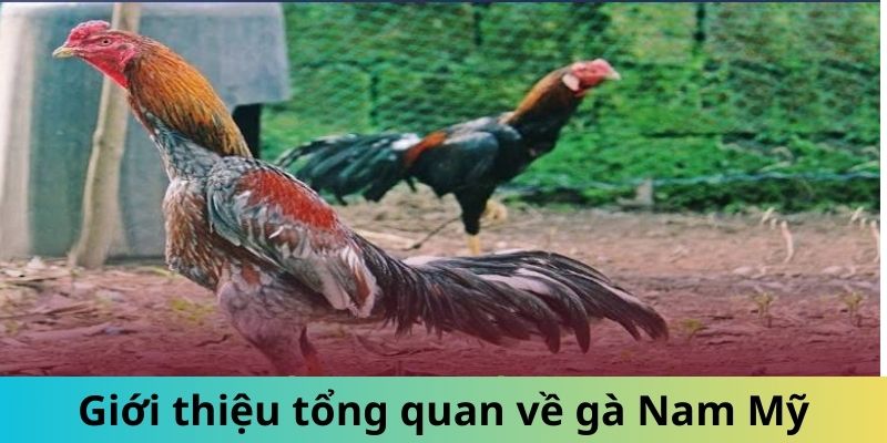Giống Gà Nam Mỹ - Gọi Tên Những Chiến Kê Mạnh Mẽ Hàng Đầu 1 Jun88king Com - Trang Chủ Jun88.com #1 Việt Nam Giới thiệu tổng quan giống gà Nam Mỹ