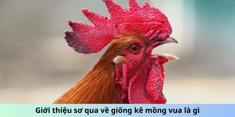 Gà Mồng Vua - Huyền Thoại Đấu Trường Và Sức Mạnh Vô Song 1 Jun88king Com - Trang Chủ Jun88.com #1 Việt Nam Giới thiệu sơ qua về giống kê Mồng Vua là gì?