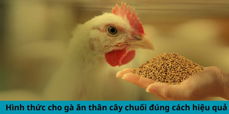 Cách Cho Gà Ăn Thân Cây Chuối Đúng Cách Hiệu Quả Bất Ngờ 2 Jun88king Com - Trang Chủ Jun88.com #1 Việt Nam Hình thức cho gà ăn thân cây chuối đúng cách hiệu quả