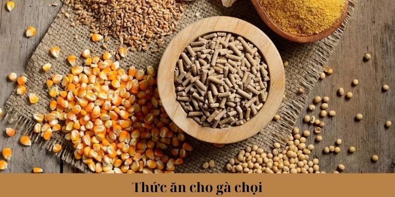 Thức Ăn Cho Gà Chọi Phổ Biến Và Lưu Ý Khi Lựa Chọn 3 Jun88king Com - Trang Chủ Jun88.com #1 Việt Nam Lưu ý khi sử dụng, bảo quản thức ăn cho gà chọi