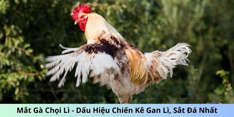 Mắt Gà chọi Lì - Dấu Hiệu Chiến Kê Gan Lì, Sắt Đá Nhất 3 Jun88king Com - Trang Chủ Jun88.com #1 Việt Nam mắt gà chọi lì