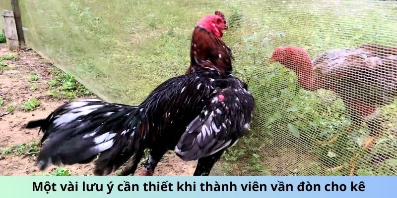 Cách Vần Đòn Cho Gà Tơ - Phương Pháp Huấn Luyện Hiệu Quả 3 Jun88king Com - Trang Chủ Jun88.com #1 Việt Nam Một vài lưu ý cần thiết khi thành viên vần đòn cho kê