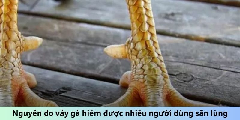 Vảy Gà Quý - Chiến Kê Bất Bại Với Đặc Điểm Vảy Đặc Biệt 1 Jun88king Com - Trang Chủ Jun88.com #1 Việt Nam Nguyên do vảy gà hiếm được nhiều người dùng săn lùng