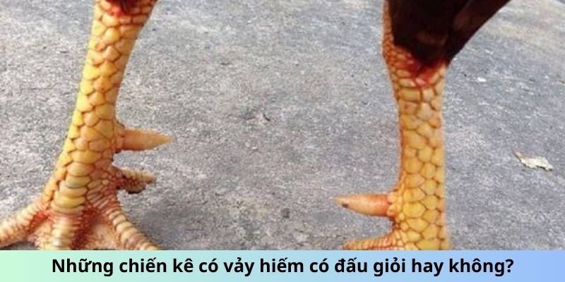 Vảy Gà Quý - Chiến Kê Bất Bại Với Đặc Điểm Vảy Đặc Biệt 3 Jun88king Com - Trang Chủ Jun88.com #1 Việt Nam Những chiến kê có vảy hiếm có đấu giỏi hay không?