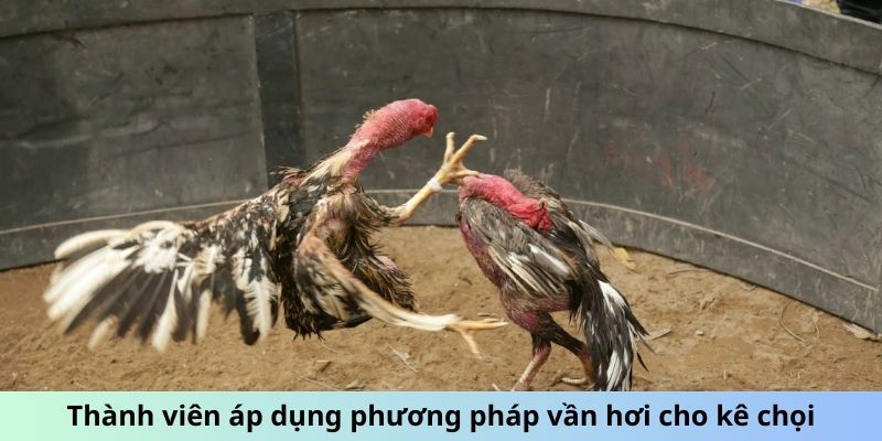 Cách Vần Đòn Cho Gà Tơ - Phương Pháp Huấn Luyện Hiệu Quả 1 Jun88king Com - Trang Chủ Jun88.com #1 Việt Nam Thành viên áp dụng phương pháp vần hơi cho kê chọi