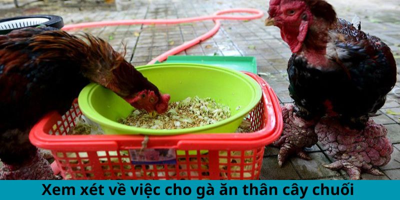 Cách Cho Gà Ăn Thân Cây Chuối Đúng Cách Hiệu Quả Bất Ngờ 1 Jun88king Com - Trang Chủ Jun88.com #1 Việt Nam Xem xét về việc cho gà ăn thân cây chuối